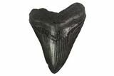 Fossil Megalodon Tooth - South Carolina #135933-1